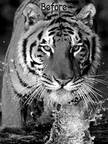 Tiger_Image